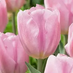 Тюльпан Synaeda Amor.