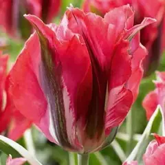 Тюльпан зеленоцветный Эсперанто