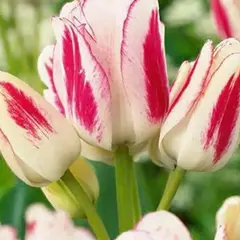 Тюльпан Многоцветковый Candy Club.