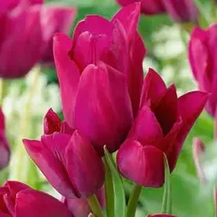 Тюльпан Многоцветковый Night Club.