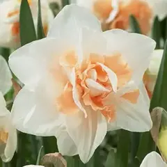 Нарцисс Delnashaugh.