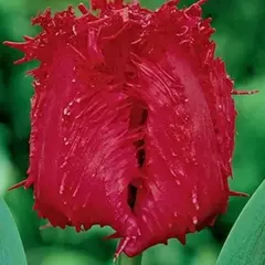 Тюльпан Barbados.