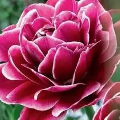 Тюльпан Dream Touch.