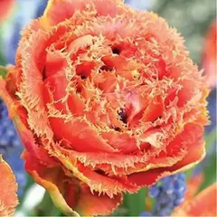 Тюльпан Sensual Touch.