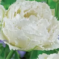 Тюльпан Snow Crystal.