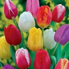 Тюльпан микс сортов