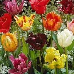 Тюльпан Попугайный Mix.