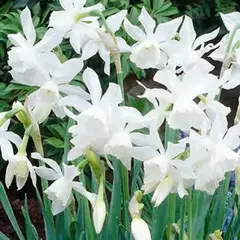 Нарцисс Triandrus Thalia.