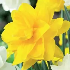 Нарцисс Double Yellow.