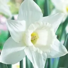 Нарцисс Large Cup White.