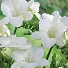 Фрезия Уайт