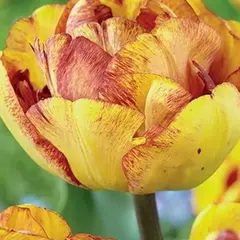 Тюльпан Sundowner.