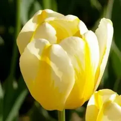 Тюльпан Jaap Groot.