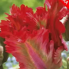 Тюльпан Garden Fire.