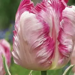 Тюльпан Silver Parrot.