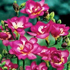 Фрезия розовая