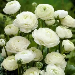 Ранункулюс (лютик) азиатский Уайт