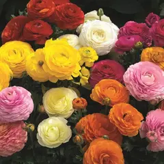 Ранункулюс (лютик) азиатский Микс