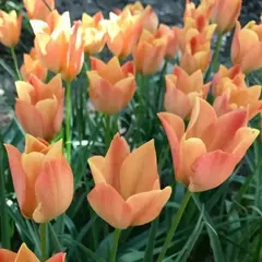 Тюльпан ботанический Бателини Брайт Джем