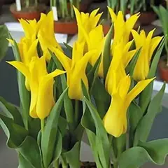 Тюльпан лилиецветный Шедем