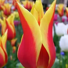 Тюльпан лилиецветный Флай Эвей