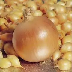 Лук-севок Стригуновский местный разбор 14-21 (1 уп. - 500 гр)