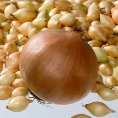 Лук-севок Коррадо F1 разбор 14-21 (1 уп. - 500 гр)