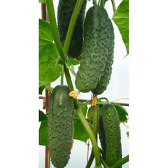 Семена Огурец Артист F1 (а/ф Росток)