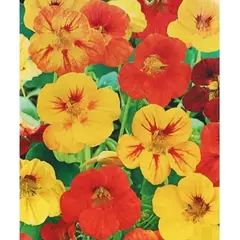 Семенаесь 2 г (а/ф Наш сад)