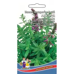 Семена Иссоп Аккорд - лекарственный (а/ф Уральский Дачник)