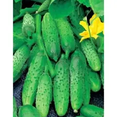 Семена Огурец Алтай (а/ф Уральский Дачник) +50% бесплатно