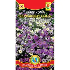 Семена Брахикомаесь (а/ф Плазменные семена)