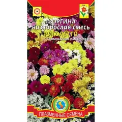 Семена Георгина Риголеттоесь (а/ф Плазменные семена)