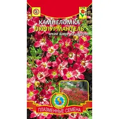 Семена Камнеломка Пурпурмантель (а/ф Плазменные семена)