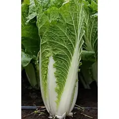 Семена Капуста пекинская Таранко F1 (а/ф Плазменные семена)