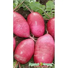 Семена Дайкон Сверх Редиска F1 Русский размер F1 (20шт. а/ф Русский Огород)