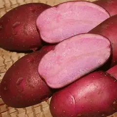 Картофель семенной Эликсир (репродукция супер элита.)