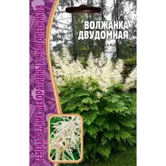 Семена Волжанка двудомная 25шт (а/ф Редкие семена)