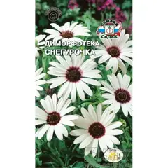 Семена Диморфотека Снегурочка белая (а/ф Седек)