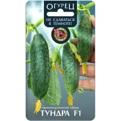 Семена Огурец Тундра F1 (не сдаваться в темноте) (а/ф Биотехника)