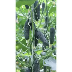 Семена Огурец Бьерн F1 5 Шт (а/ф Росток)