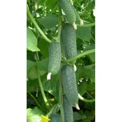 Семена Огурец Герман F1 5 Шт (а/ф Росток)