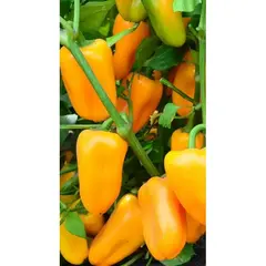 Семена Перец Джемини F1(а/ф Росток)