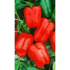 Семена Перец Омброне F1 5 Шт (а/ф Росток)
