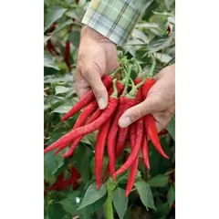 Семена Перец острый Язык дракона (а/ф Уральский Дачник)