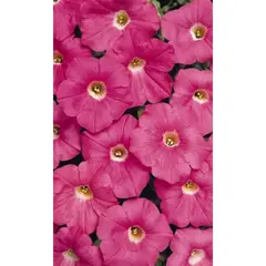 Семена Петуния Коралловая - балконная (а/ф Уральский Дачник)