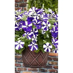 Семена Петуния Лавина синяя звезда F1, ампельн. 10 др. (а/ф Наш сад)
