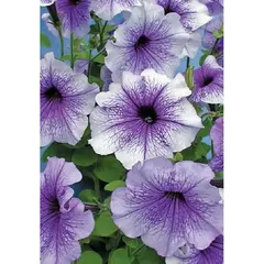 Семена Петуния Нора F1, многоцв., син с жилк. 10 др. (а/ф Наш сад)