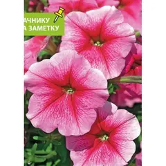 Семена Петуния София F1 роз с жилк.10 др (а/ф Наш сад)