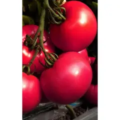 Семена Томат Фуджи F1 5 Шт (а/ф Росток)